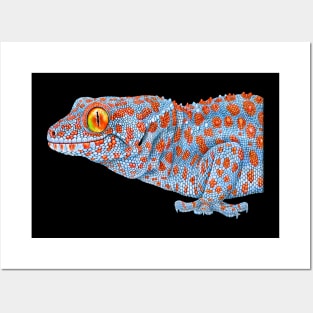 Tokay Gecko Posters and Art